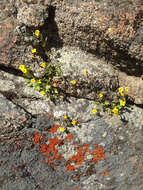 Image of Dudley's monkeyflower