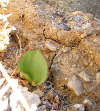 Image of Eriospermum calcareum P. L. Perry