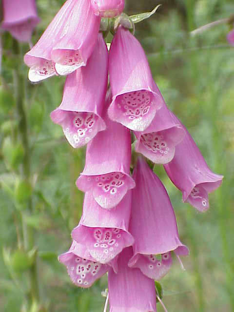 Image of Foxglove