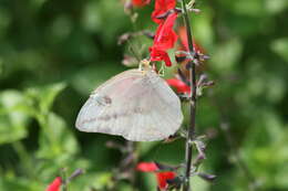 Image of Large Orange Sulphur