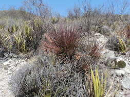 Agave striata subsp. falcata (Engelm.) Gentry resmi