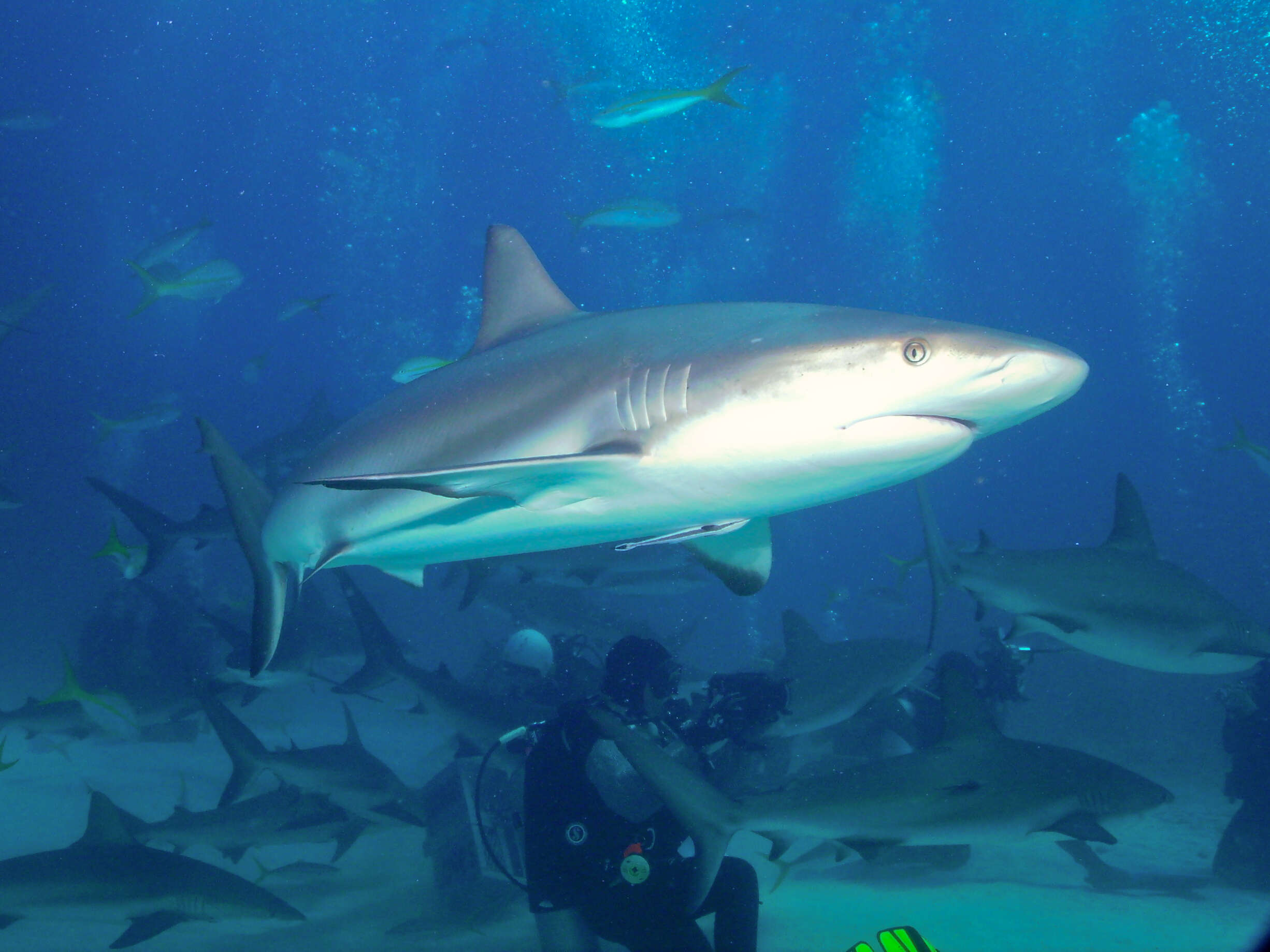 Image of Caribbean Reef Shark