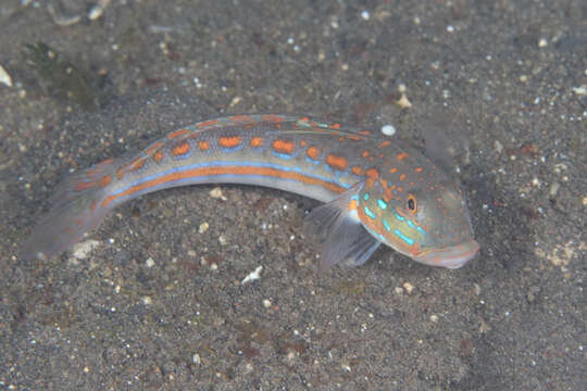 Image of Maiden goby