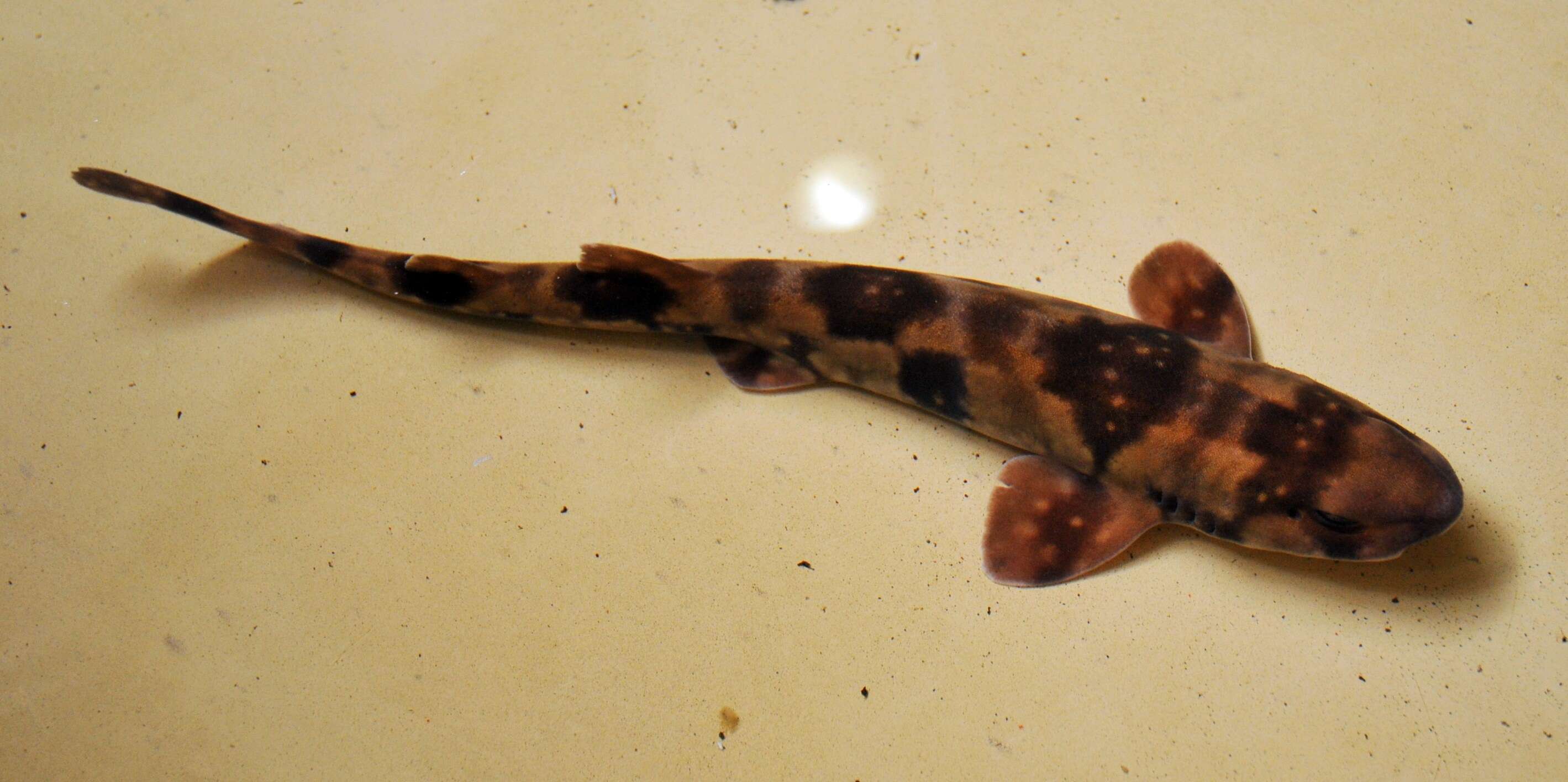 Image of Cloudy Catshark