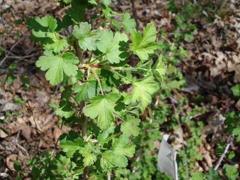 Image of Miccosukee gooseberry