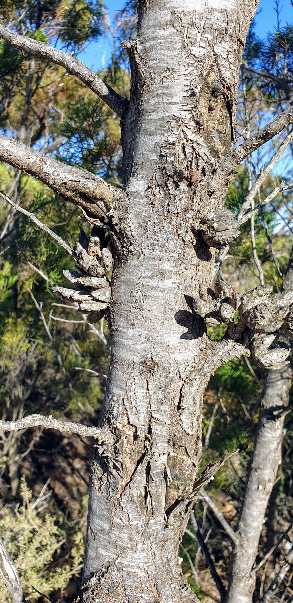 Image of Mallee Pine