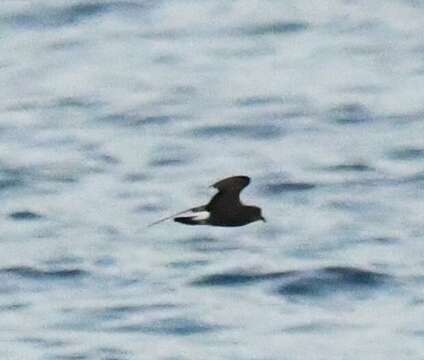 Image of Wedge-rumped Storm-Petrel