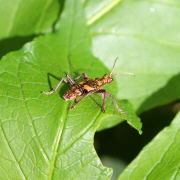 Image of Rhagium (Megarhagium) caucasicum Reitter 1889