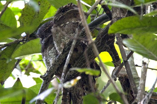 Image of Ceylon Frogmouth