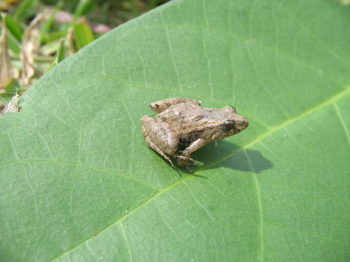 Image of Colombian Swamp Frog