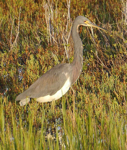 Image of Tricolored Heron