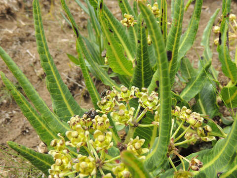 Image of Xysmalobium stockenstromense Scott Elliott