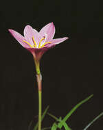 Image of Storm lily