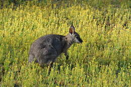 Macropus subgen. Notamacropus Dawson & Flannery 1985的圖片