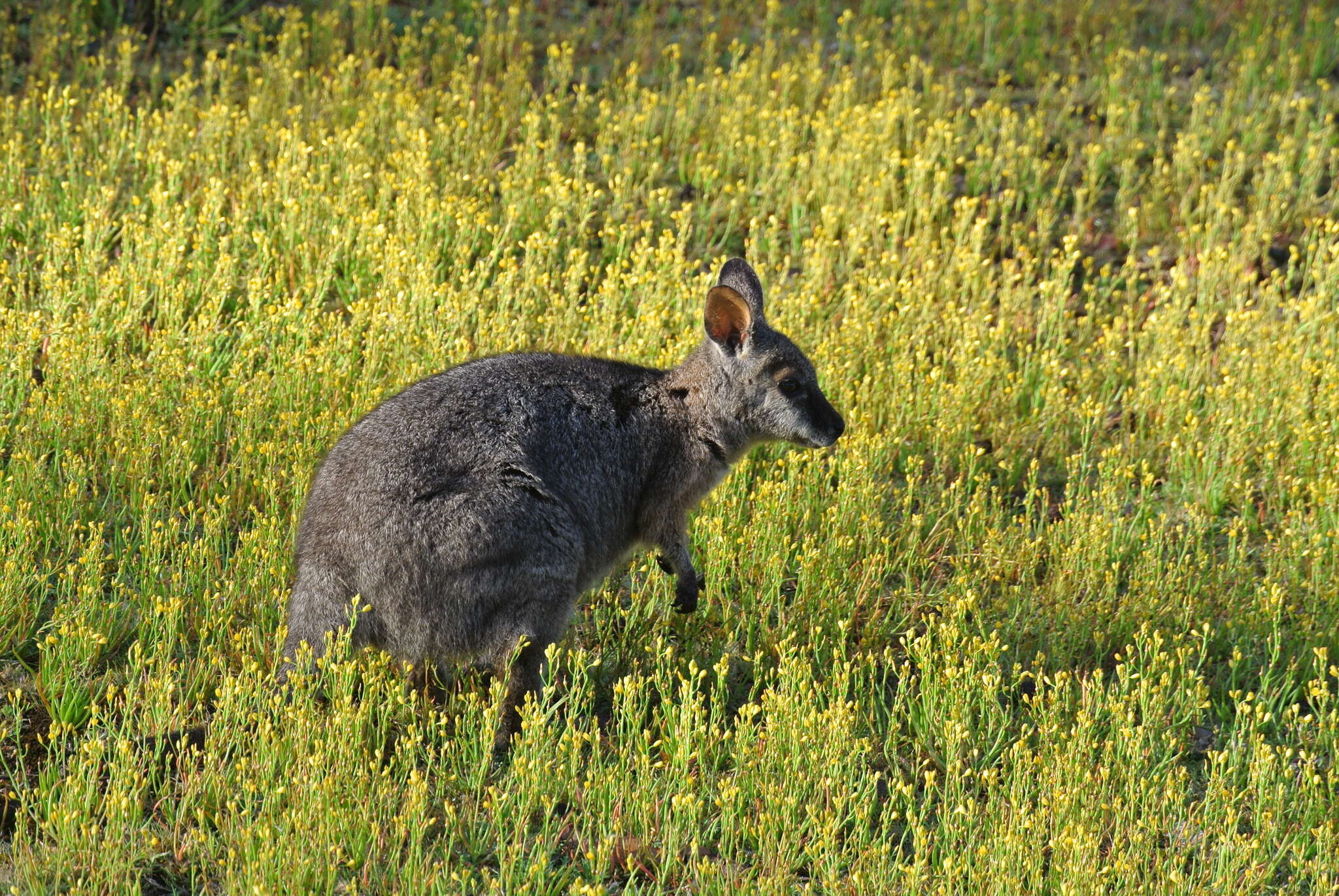 Macropus subgen. Notamacropus Dawson & Flannery 1985的圖片