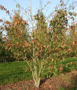 Image of Kyushu Maple