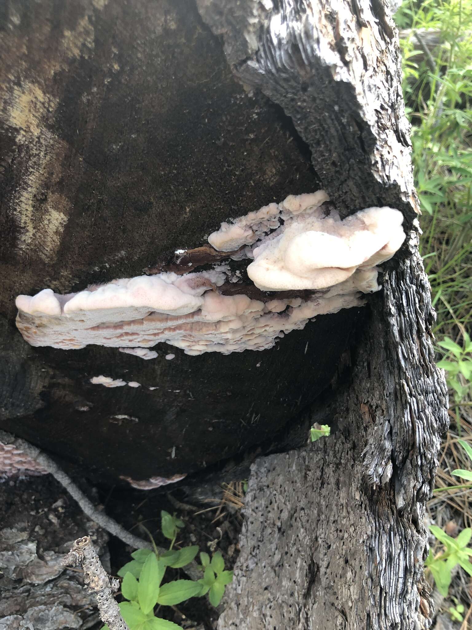 Image of Leptoporus mollis (Pers.) Quél.