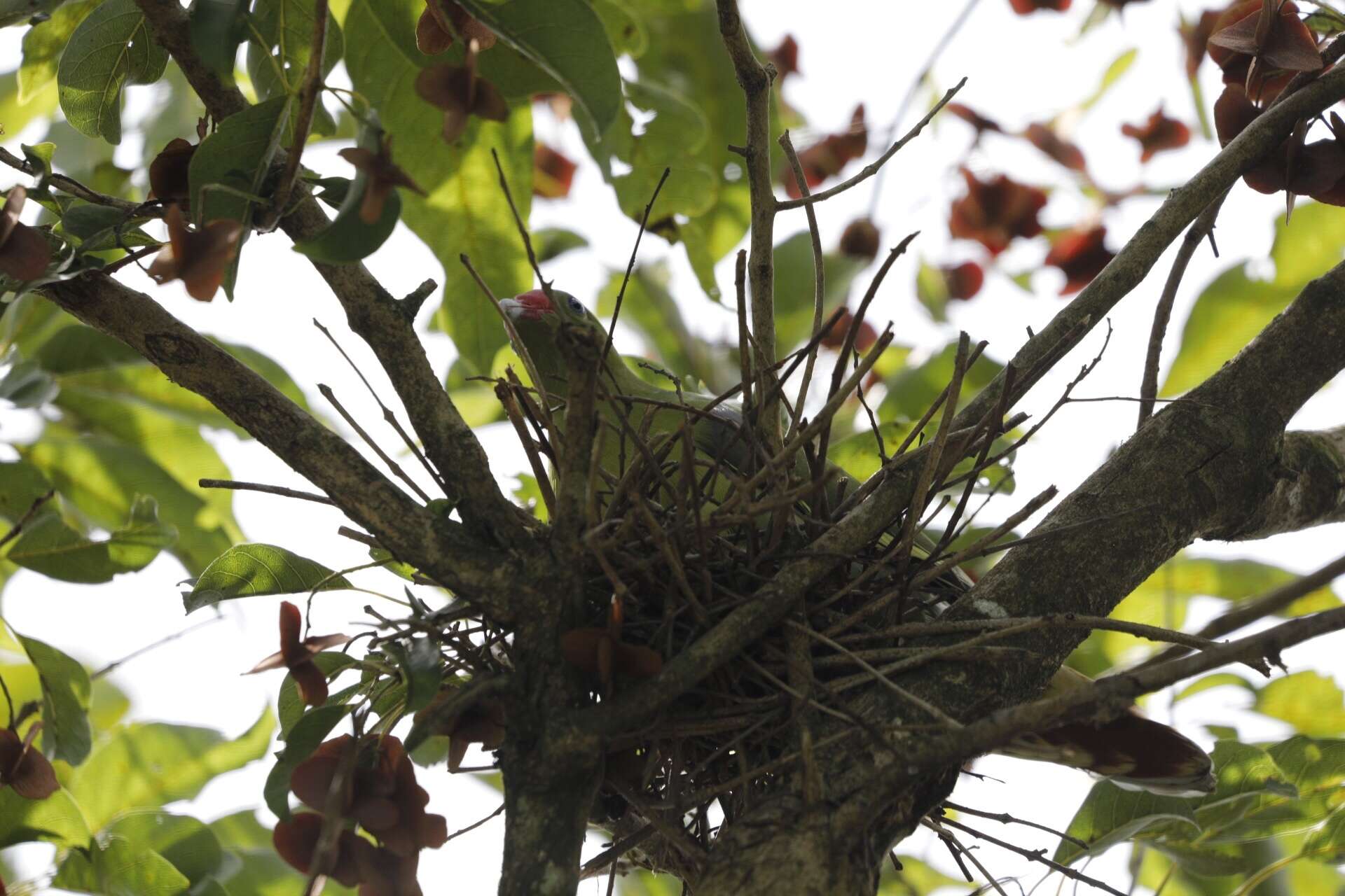 Image of African Green Pigeon