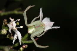 Sivun Sidymella rubrosignata (L. Koch 1874) kuva