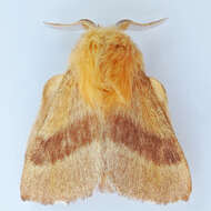 Image of Forest Tent Caterpillar Moth