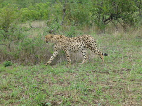 Image of Namibian cheetah