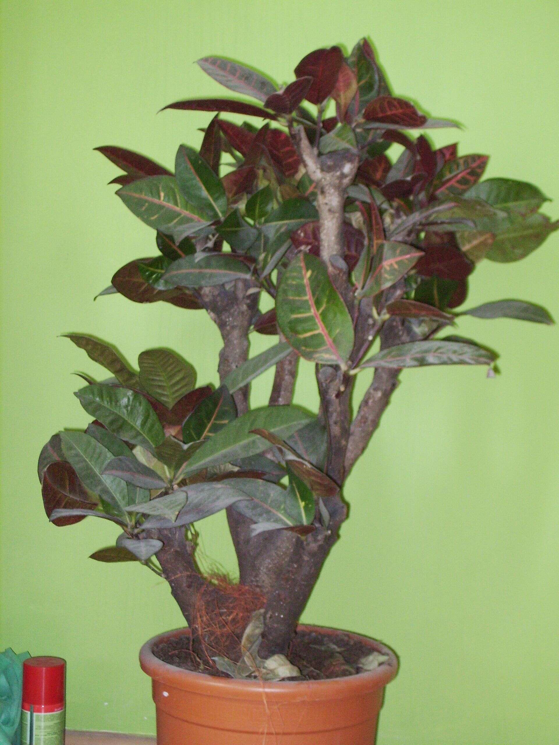 Image of codiaeum