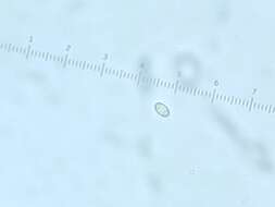 Image of Caloplaca stillicidiorum (Vahl) Lynge