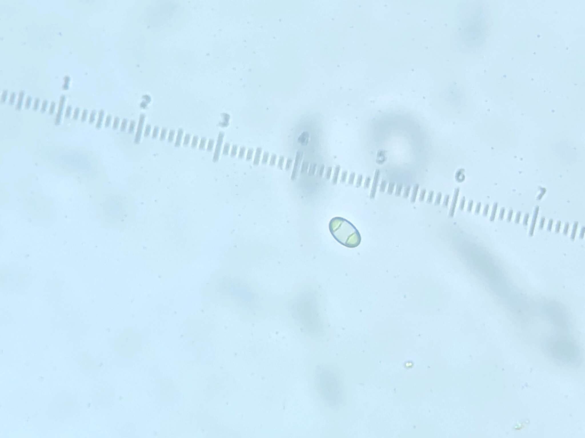 Image of Caloplaca stillicidiorum (Vahl) Lynge