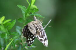 Image of Mexican Bluewing