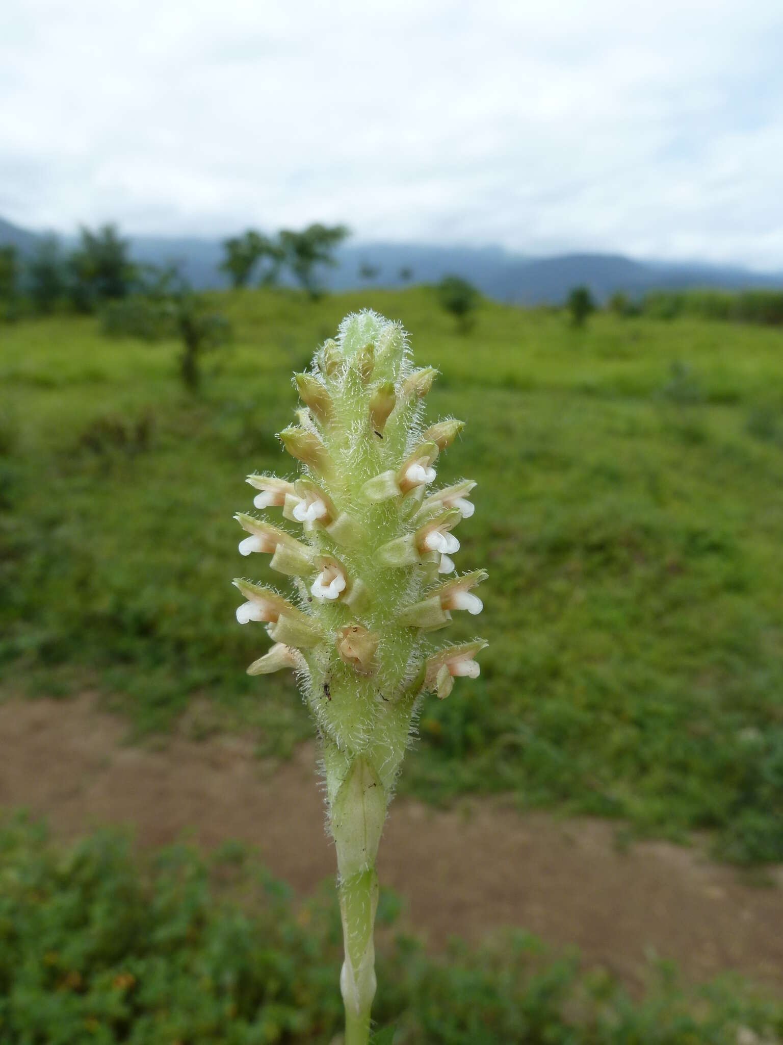 Image of Platylepis glandulosa (Lindl.) Rchb. fil.