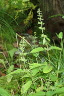 Clinopodium micranthum var. sachalinense (F. Schmidt) T. Yamaz. & Murata resmi