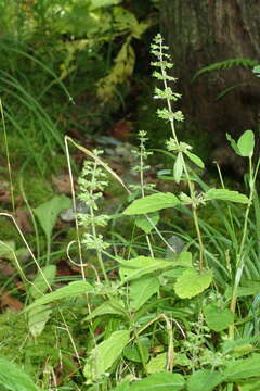 Image of Clinopodium micranthum (Regel) H. Hara