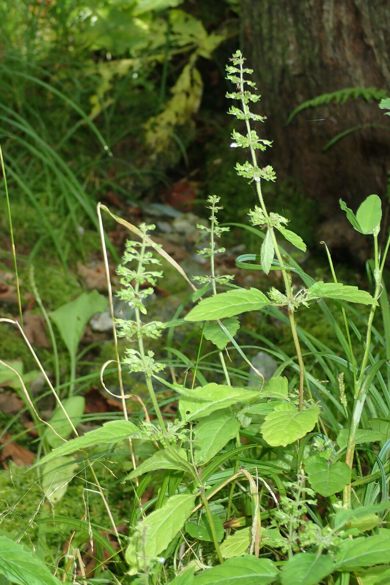 Clinopodium micranthum var. sachalinense (F. Schmidt) T. Yamaz. & Murata resmi