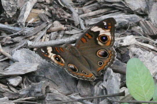 Image of Common buckeye