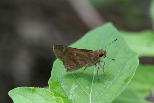 Image of Clouded Skipper