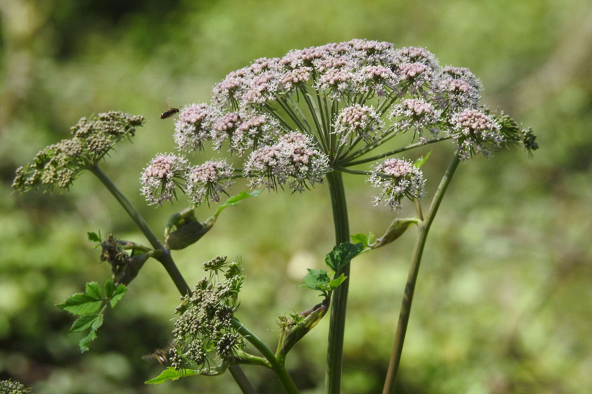 Angelica sylvestris L. resmi