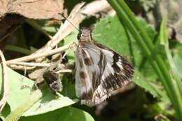 Image of Turk's-Cap White-Skipper