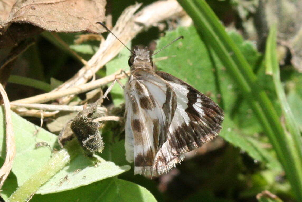 Image of Turk's-Cap White-Skipper