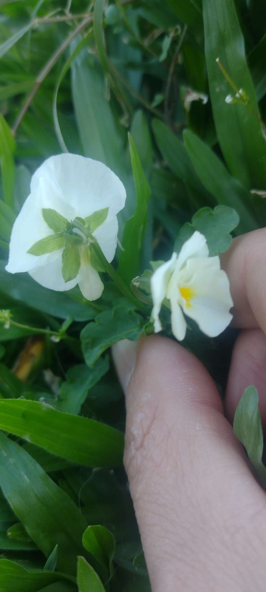 Image of Viola arvensis subsp. arvensis