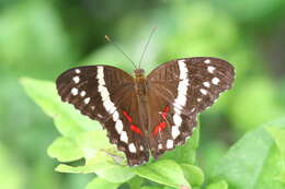 Image of Banded Peacock