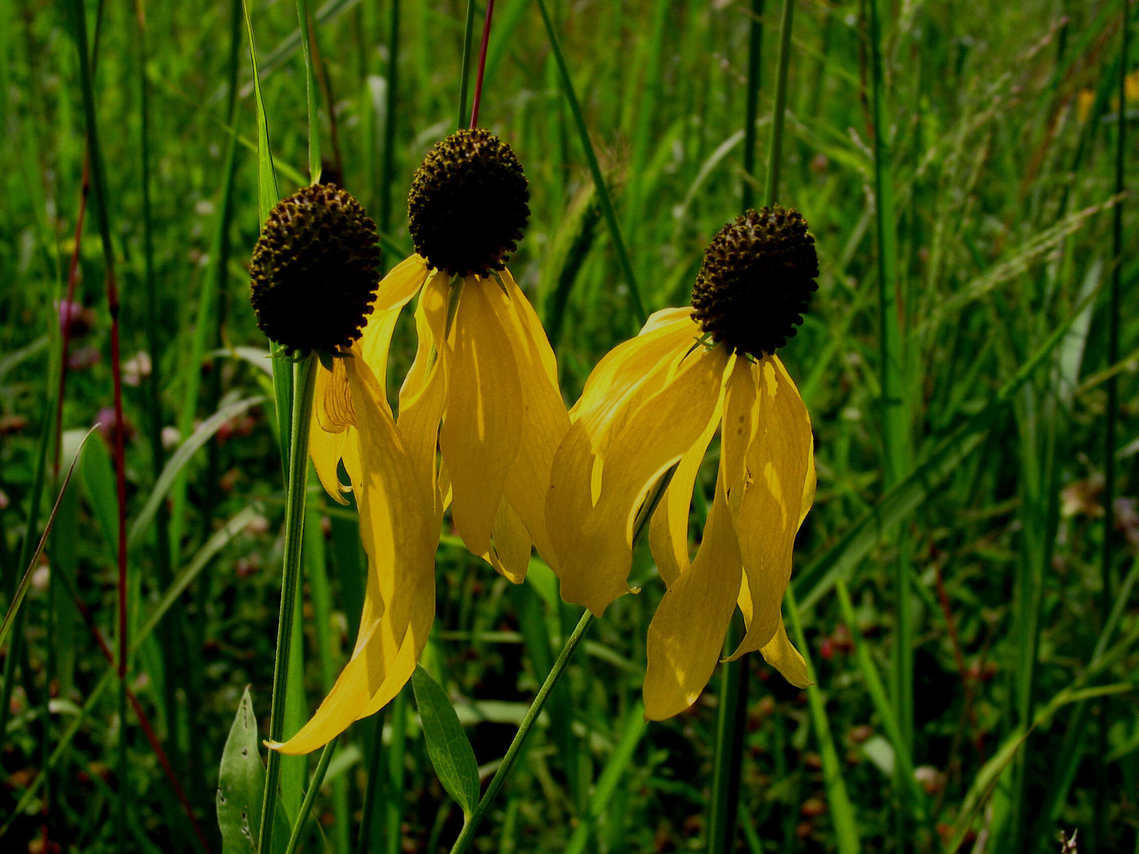 صورة Ratibida pinnata (Vent.) Barnh.