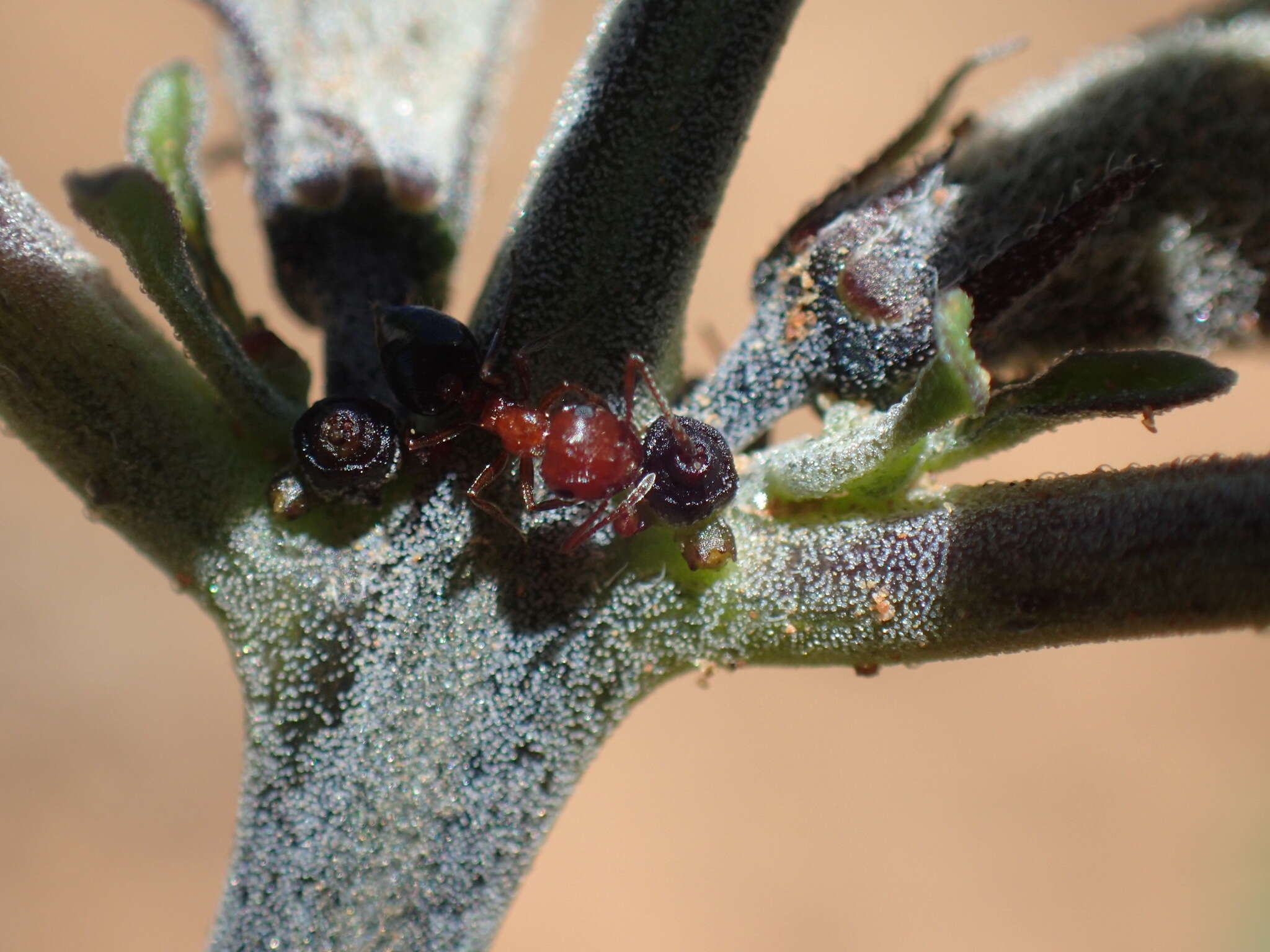 Image of Crematogaster melanogaster Emery 1895