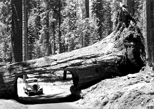 Image of giant sequoia