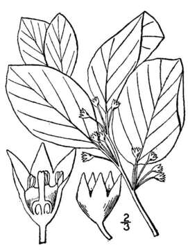 Image of Alder Buckthorn