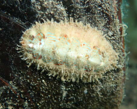 Image of hairy chiton