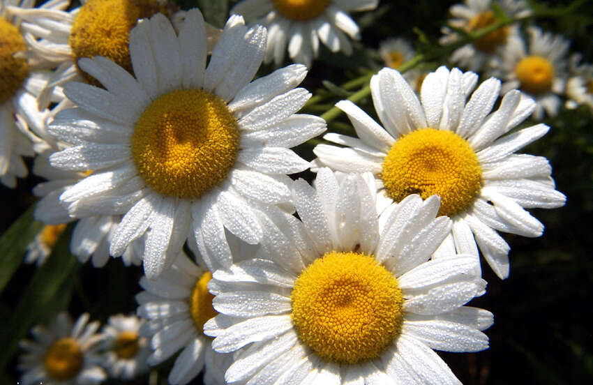 Image of Oxeye Daisy