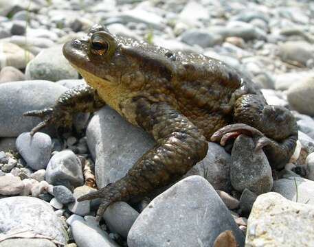 Image of Common Toad