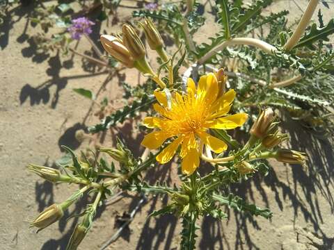 Image of Adonis blazingstar