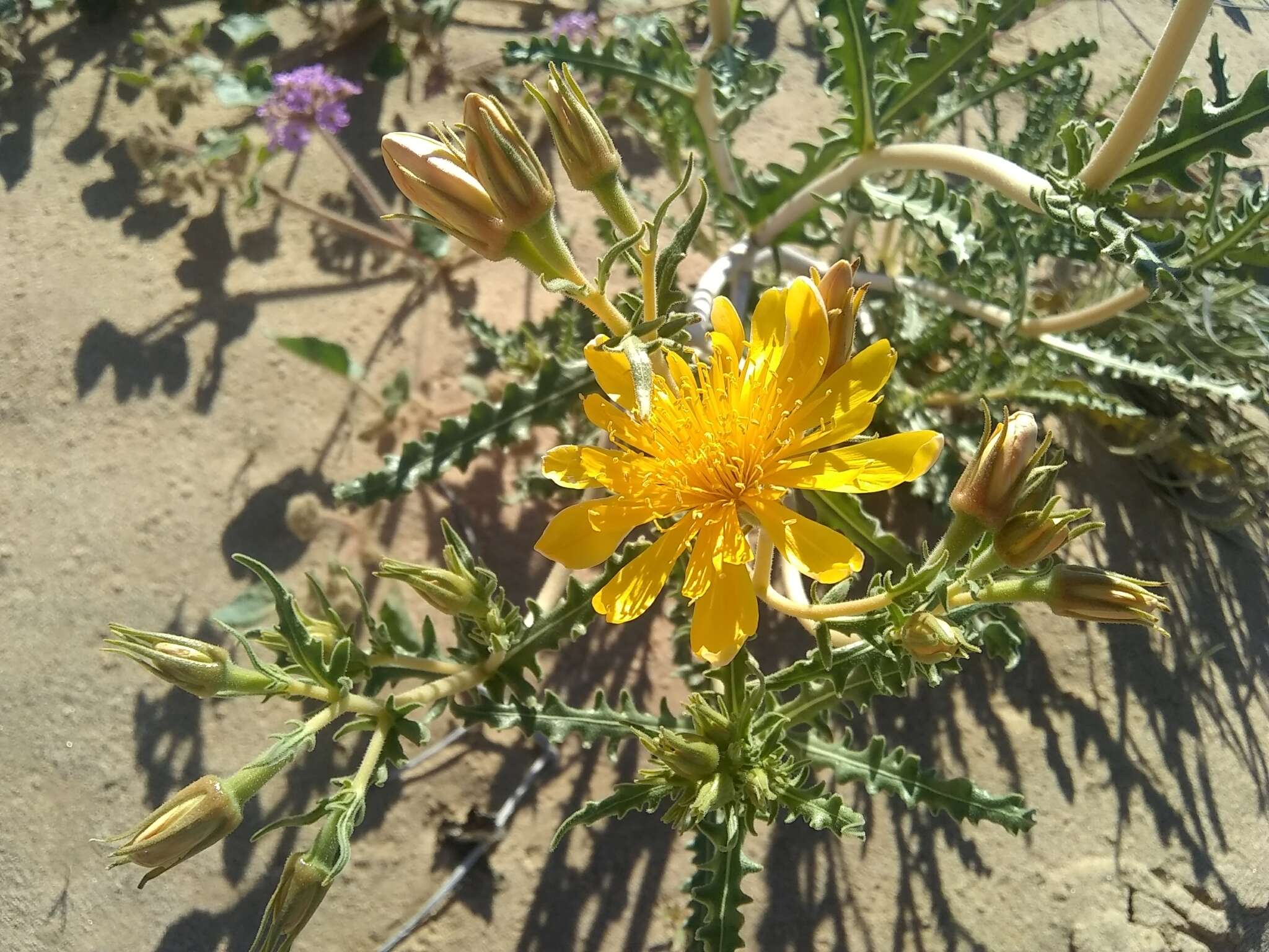 Image of Adonis blazingstar