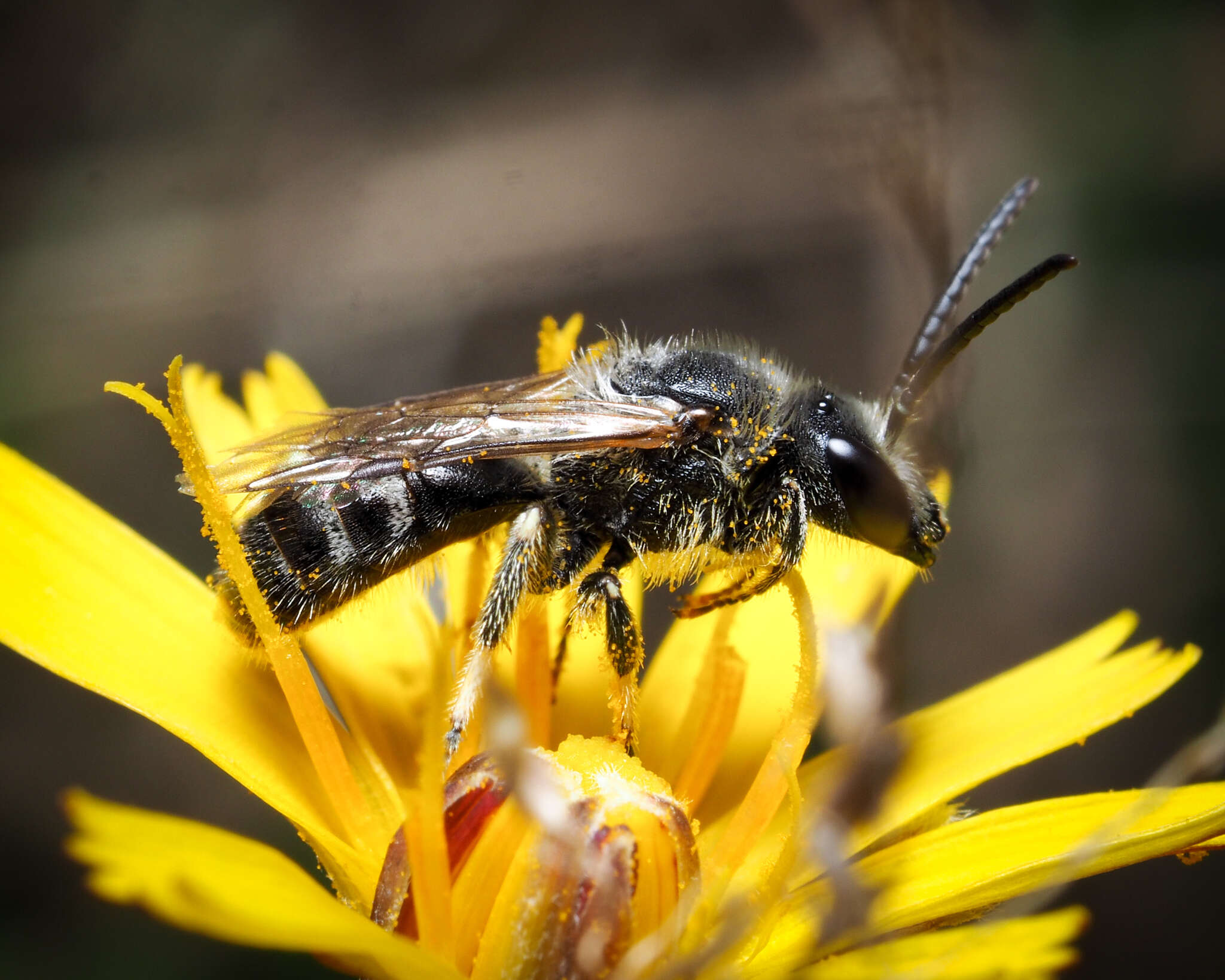 Image of Sweat bee